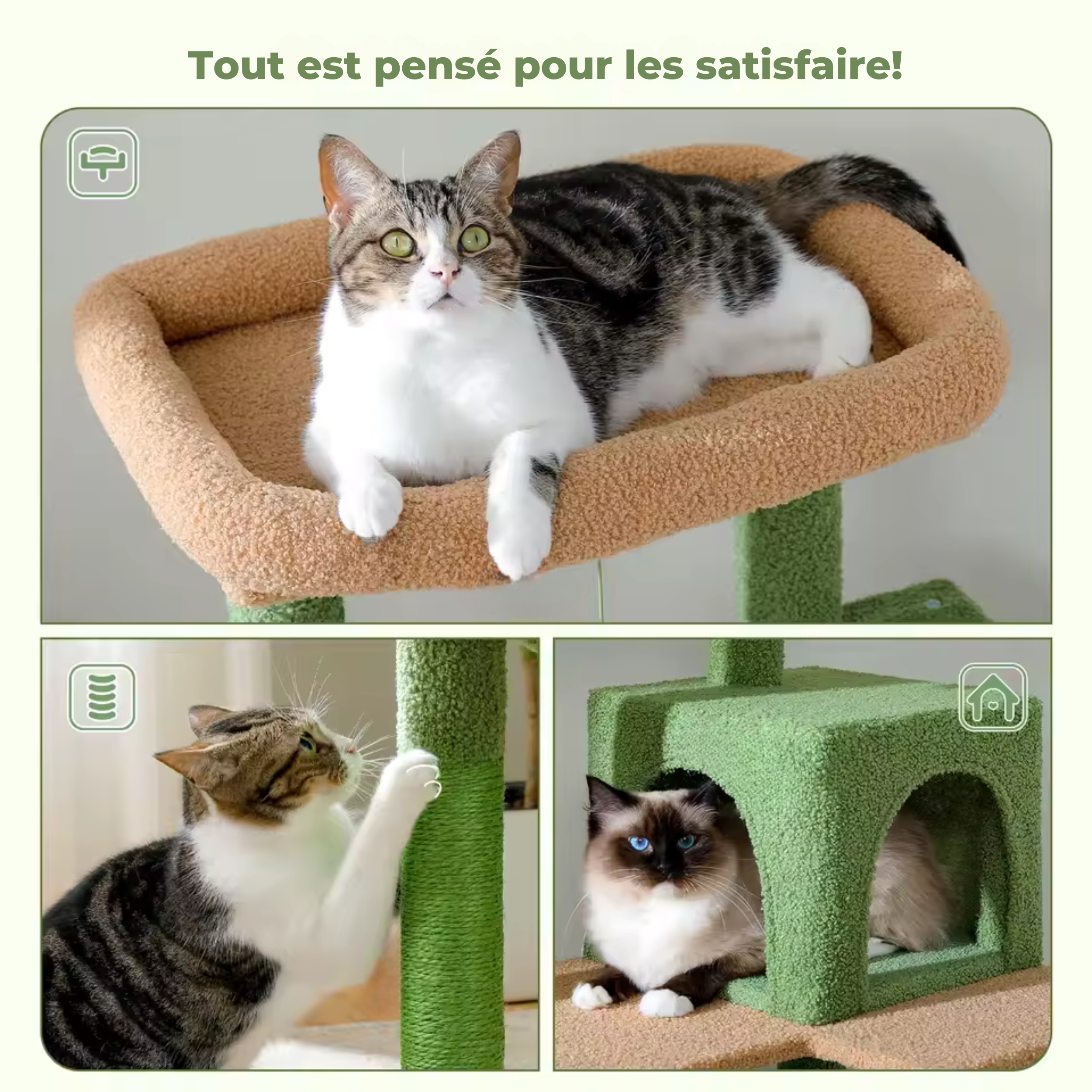 Arbre à Chat Cactus avec Cabane